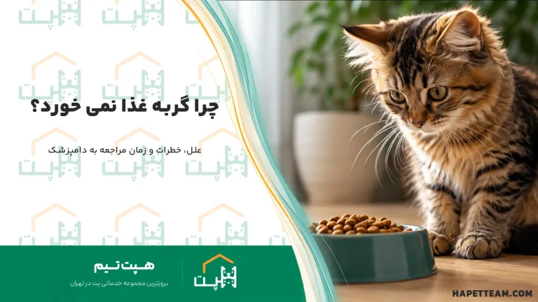 چرا گربه غذا نمیخورد ؟